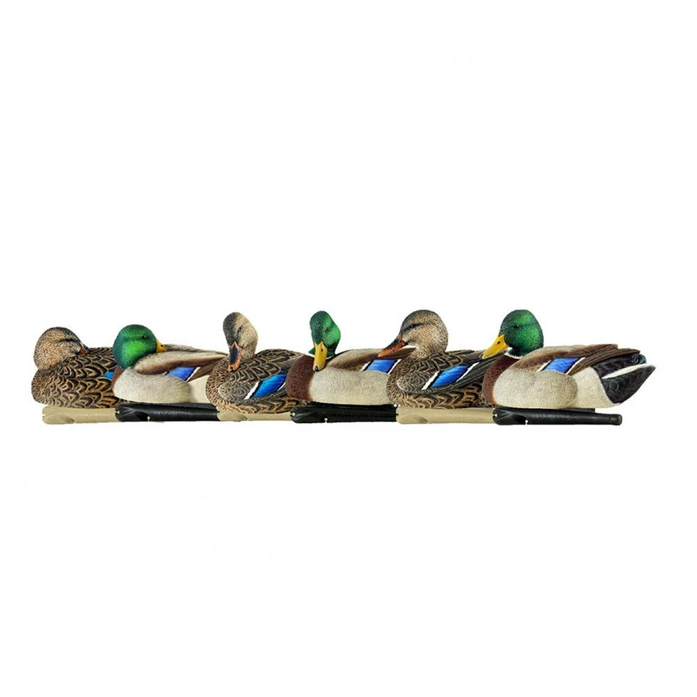 Formes De Colvert AvianX Repos Et Actifs HD 3 Formes De Colvert AvianX Repos Et Actifs HD