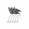 Les Packs Du Chasseur De Pigeon Pack Irrésistible Pigeon